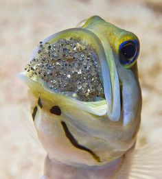 a close up of a fish with sand on it's back and its eyes open