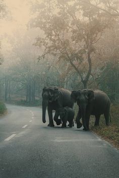 three elephants are crossing the road in front of two baby ones and one adult elephant