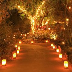 many lit candles are lined up along the path in front of a tree with lights on it