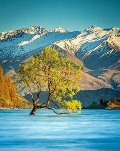 a tree in the middle of a lake with mountains in the background