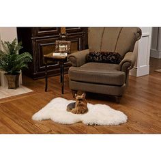 a dog sitting on a rug in the middle of a living room next to a chair