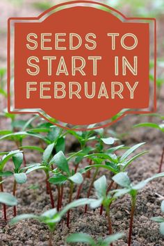 seed plants growing in dirt with the words seeds to start in february