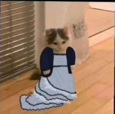 a cat in a dress is standing on the floor