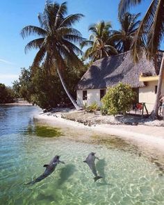 two dolphins are swimming in the water near a beach with thatched huts and palm trees