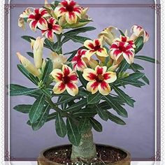 a potted plant with red and yellow flowers