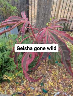 a red leafed plant with the words geisha gone wild in front of it