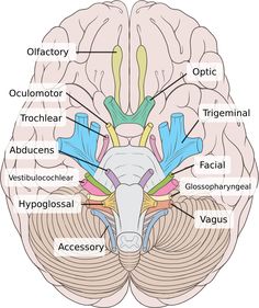 the frontal view of the human brain with labels in russian and english on each side