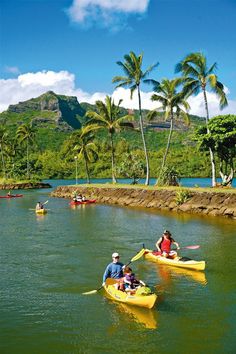 several people in kayaks paddling down a river with palm trees and mountains in the background