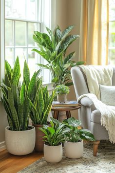 three potted plants sit in front of a window on a rug next to a couch