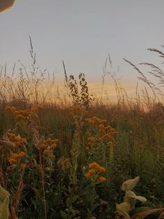 tall grass and yellow flowers are in the foreground, with an orange sky in the background