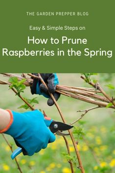 the garden preper's blog easy and simple steps on how to prune raspberries in the spring