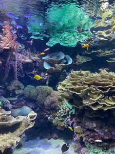 Colourful coral reef photo, some small yellow and blue fishes Coral Reef Pictures Under The Sea, Under Water Coral Reef, Coral Reef Astethic, Underwater Reef Photography, Coral Reefs Photography, Ocean Coral Reef Aesthetic, Coral Reefs Aesthetic, Coral Reef Photography Ocean Life, Aesthetic Coral Reef