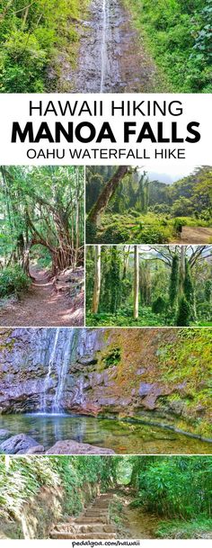 hawaii hiking manoa falls, caho waterfall hikes and other things to see