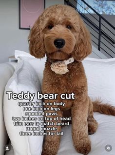 a brown dog sitting on top of a bed next to a white pillow with the caption teddy bear cut