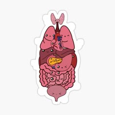 an illustration of the human body with organs and livers sticker on a white background