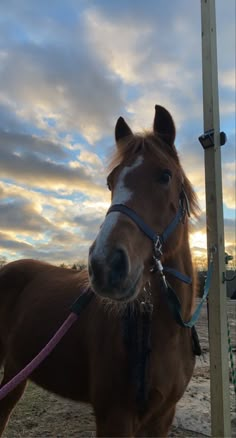 a brown horse standing next to a wooden pole