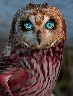 an owl with bright blue eyes is sitting on a tree branch looking at the camera