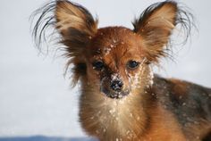 a small brown dog standing in the snow with its hair blowing up and it's eyes closed