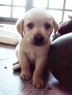 a puppy is sitting on the floor next to a ball and looking at the camera