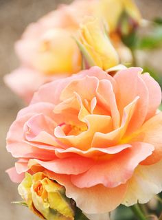 peach roses... Fairy Nature, Pretty Roses, Romantic Garden, Peach Roses