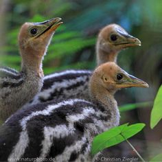 two birds standing next to each other on top of a lush green forest covered ground