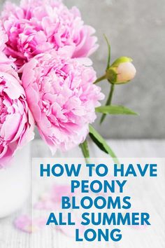 pink flowers in a vase with text overlay how to have peony blooms all summer long