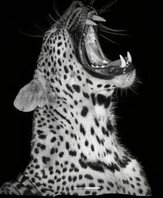 a black and white photo of a cheetah with its mouth open