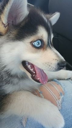 a husky dog with blue eyes sitting on the lap of someone's leg in a car