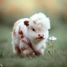 a small white and brown cow standing on top of a grass covered field next to a flower