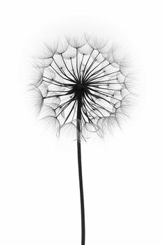 a black and white photo of a dandelion