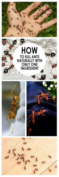 ants crawling on wood with text overlay that reads how to kill ants naturally with ingredient