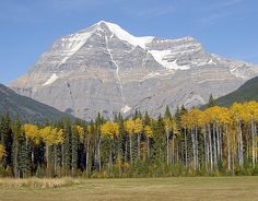 the mountains are covered with snow and yellow trees in front of some tall pine trees