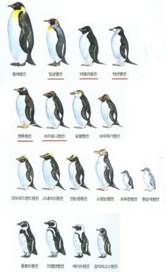 an image of penguins in different poses on the same page, with chinese characters below