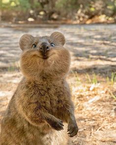 a brown animal standing on its hind legs with it's front paws in the air