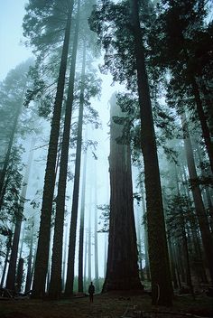 a person standing in the middle of a forest with tall trees and foggy skies