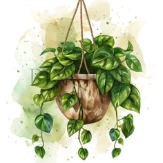 Watercolor Hanging House plants Clipart | 10 High quality JPGs | Retro Houseplants clipart | Greenery Clipart | Plant illustration  🌟 Unmissable Value Alert! 🌟 Dive into the charm with this exclusive clipart collection featuring 10 delightful images at an irresistible price! 🎨 Perfect for unleashing your creativity in various projects like nursery wall art, junk journals, greeting cards, invitations, prints, scrapbooks, Collage images, Mixed Media, paper crafts, mugs, apparel, and social medi Houseplants Watercolor, Line Drawing Plants, House Plant Drawing, Hanging House Plants, Greenery Art, Plants Watercolor, Greenery Clipart, Plant Watercolor, Hanging House