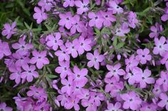 purple flowers are blooming in the garden