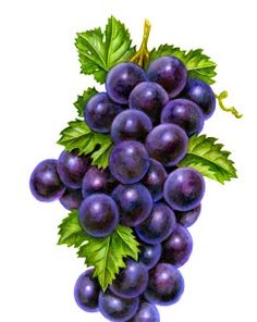 a bunch of grapes with green leaves hanging from it's sides on a white background