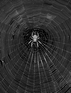 a spider sits in the center of a web