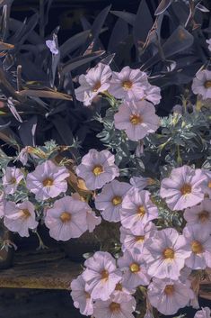 pink flowers are blooming in the garden