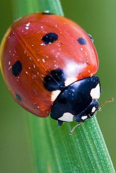 a lady bug sitting on top of a green leaf