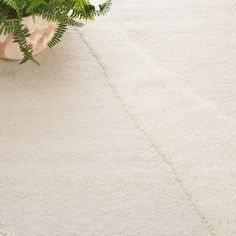 a potted plant sitting on top of a white rug