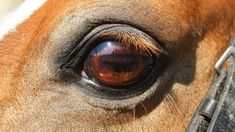 the eye of a brown horse looking straight ahead