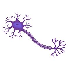 an illustration of a nephoidus cell in purple color on a white background