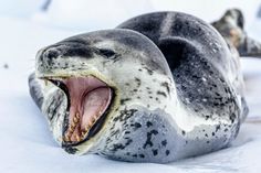 a grey seal with its mouth open and it's teeth wide open on the snow