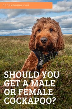 a brown dog sitting on top of a grass covered field next to the words, should you