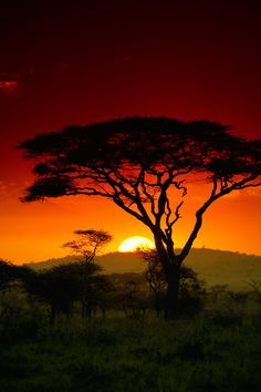 the sun is setting behind an african tree