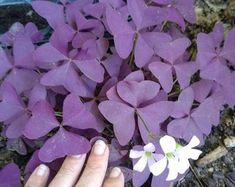 a hand reaching for a small white flower in the middle of some purple leaves and dirt