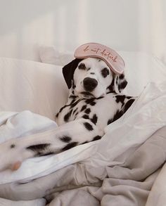 a dalmatian dog laying on top of a bed covered in white sheets and blankets