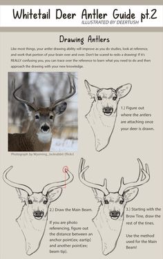 how to draw deer antlers for beginners with step by step instructions and pictures